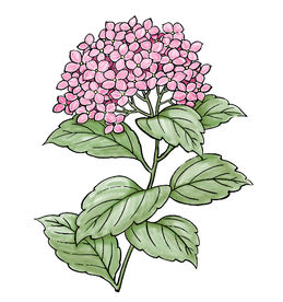 手绘绣球花无框画