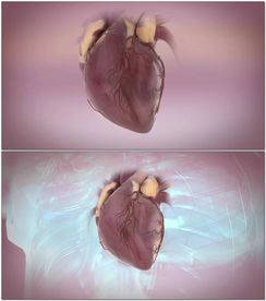 心脏搏动动画演示