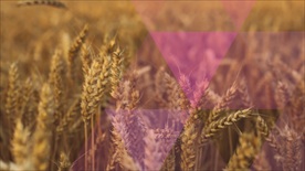 三角形图片展开模板