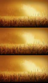 唯美梦幻狗尾草动态视频素材