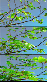 高清绿叶生长延时摄影素材