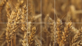 线条分明照片演绎模版