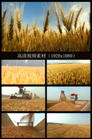 农民收割麦田视频素材1080