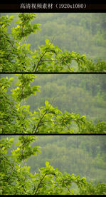 山林下雨实拍视频素材