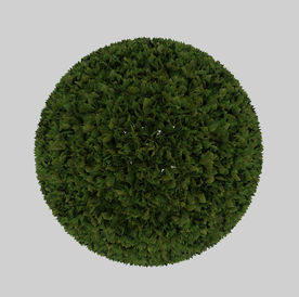 金森女贞球模型