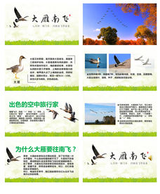 大雁南飞课件