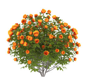 园艺玫瑰花模型