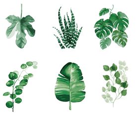 矢量树叶枫叶素材