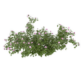 室外植物花丛模型