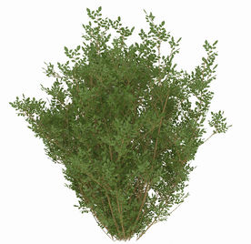 欣赏性室外植物模型