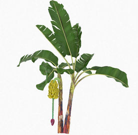 芭蕉树模型