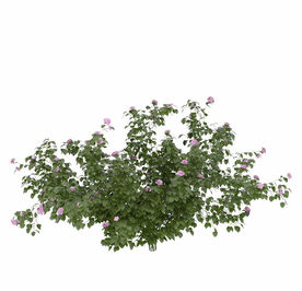 室外绿色野花野草模型