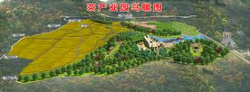 黄金茶产业鸟瞰图