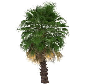 棕榈植物花草模型