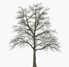 冬季树模型