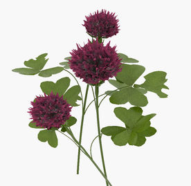 大花朵植物模型