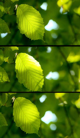 微风吹拂绿叶晃动视频素材