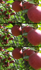 苹果树上红苹果实拍视频素材