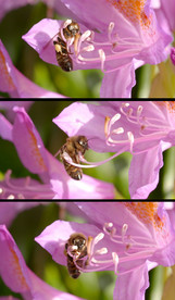 蜜蜂采蜜高清实拍视频素材