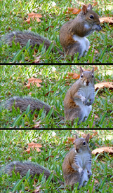 高清实拍松鼠视频素材