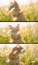 猫星人高清实拍视频素材