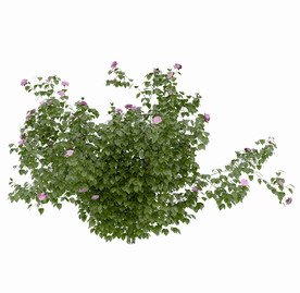 绿化带植物模型