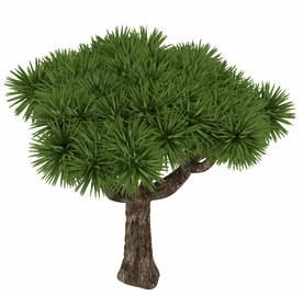 观赏松树模型