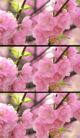 唯美樱花特写视频素材