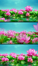 高清美丽荷塘荷花视频素材