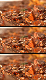 枯萎的落叶高清实拍视频素材