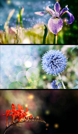 唯美光晕花朵特写视频素材