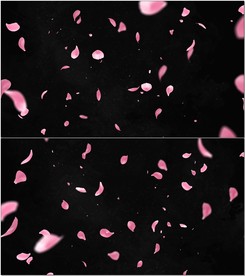 3D花瓣动态素材