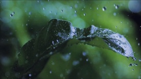 通用高清下雨水滴树叶摇晃视频