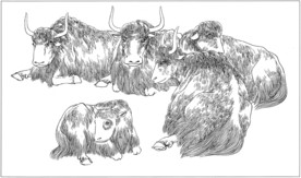 耗牛白描素描线描国画