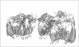 耗牛 白描 素描 线描 国画