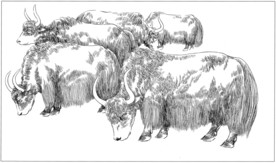 耗牛白描素描线描国画