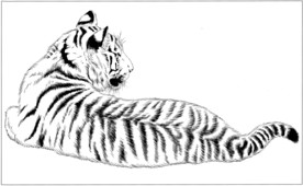 老虎 白描 素描 线描 国画