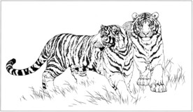 老虎 白描 素描 线描 国画