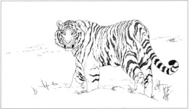 老虎 白描 素描 线描 国画