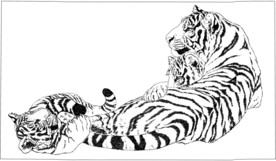 老虎 白描 素描 线描 国画