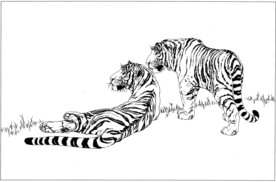 老虎 白描 素描 线描 国画