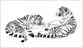 老虎 白描 素描 线描 国画