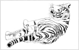 老虎 白描 素描 线描 国画