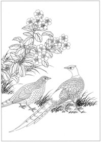 锦鸡 白描 素描 线描 国画稿