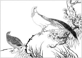 锦鸡 白描 素描 线描 国画稿