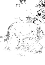 骏马 素描 白描 线描 国画稿