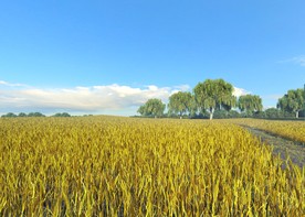 麦田 麦子 黄油油的麦子