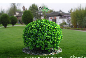 大叶黄杨球3D模型