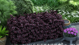 红花檵木3D模型