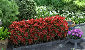 红叶石楠绿篱3D模型